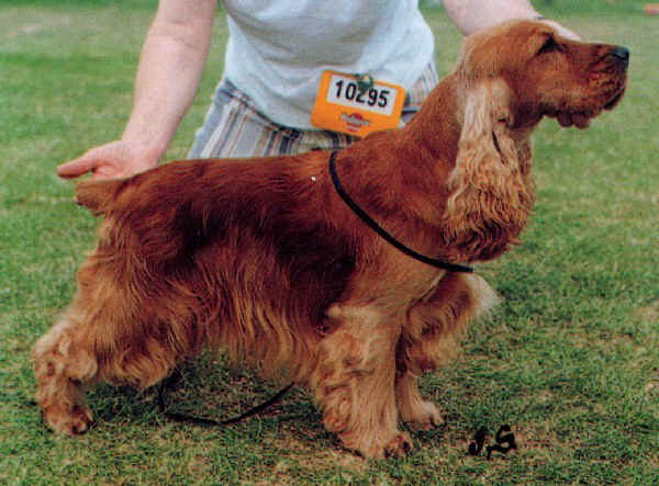 Quettadene First Love | English Cocker Spaniel 