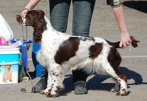 Adamant'S greta garbo | English Springer Spaniel 