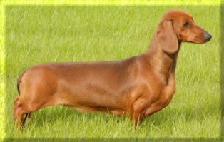 Hampdach Dulcina | Dachshund 