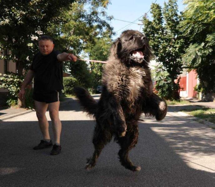 Karabah Királya Cankár | Caucasian Mountain Dog 