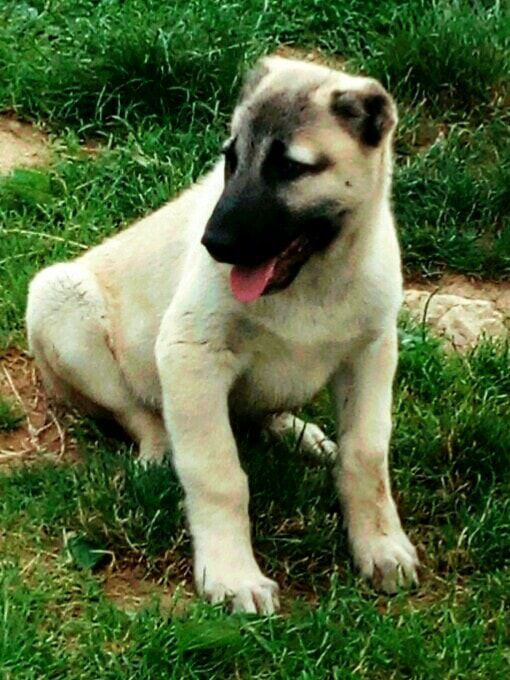 Edge | Kangal 