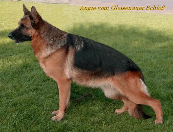 Angie vom Gleisenauer Schloß | German Shepherd Dog 