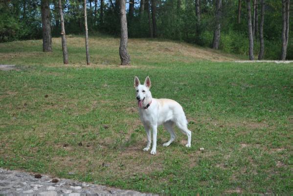 ZOE NASHIRA DELL' ISMA SILENTE | White Swiss Shepherd Dog 