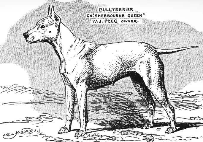 Sherbourne Queen [W.J. Pegg's] | Bull Terrier 