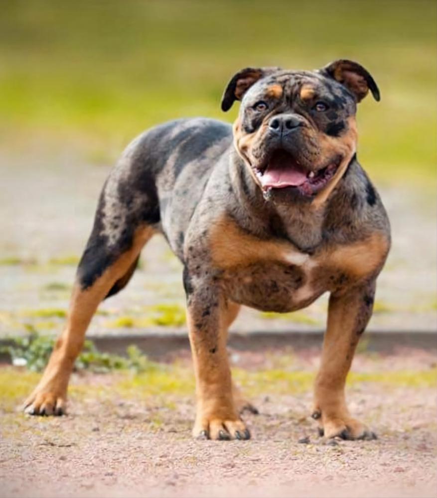 Darochas Mystique Raven | Olde English Bulldogge 