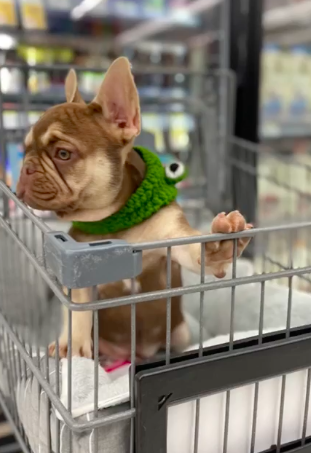 The French Life King Louie | French Bulldog 