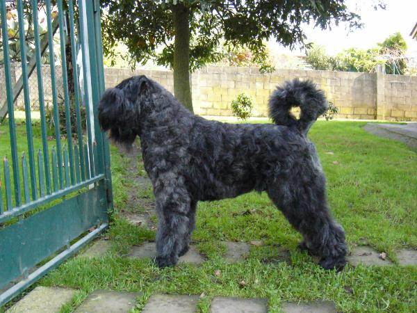 Rufo Laika v.d. Overstort | Bouvier des Flandres 