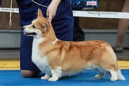 ADELHUND TSINERARIYA MARITIMA | Pembroke Welsh Corgi 