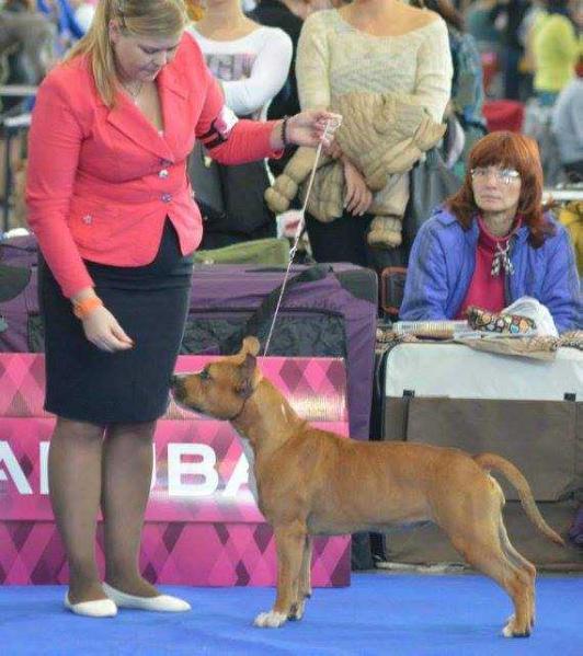 Zheltaya Rhapsody Madonna | American Staffordshire Terrier 