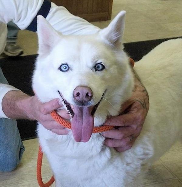 Dohners Krystal Glacier | Siberian Husky 