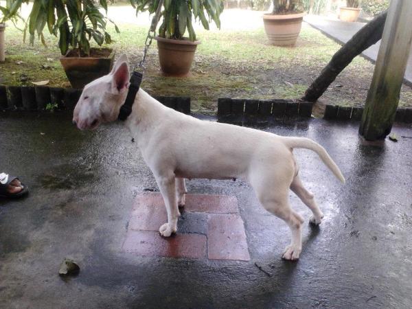 Trick Or Treat Good Evening Miss Ghost | Bull Terrier 