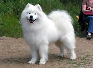 ARTTULAN COCCO THE JUSSI | Samoyed 