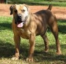Grasland GBT Sarkos | African Boerboel 