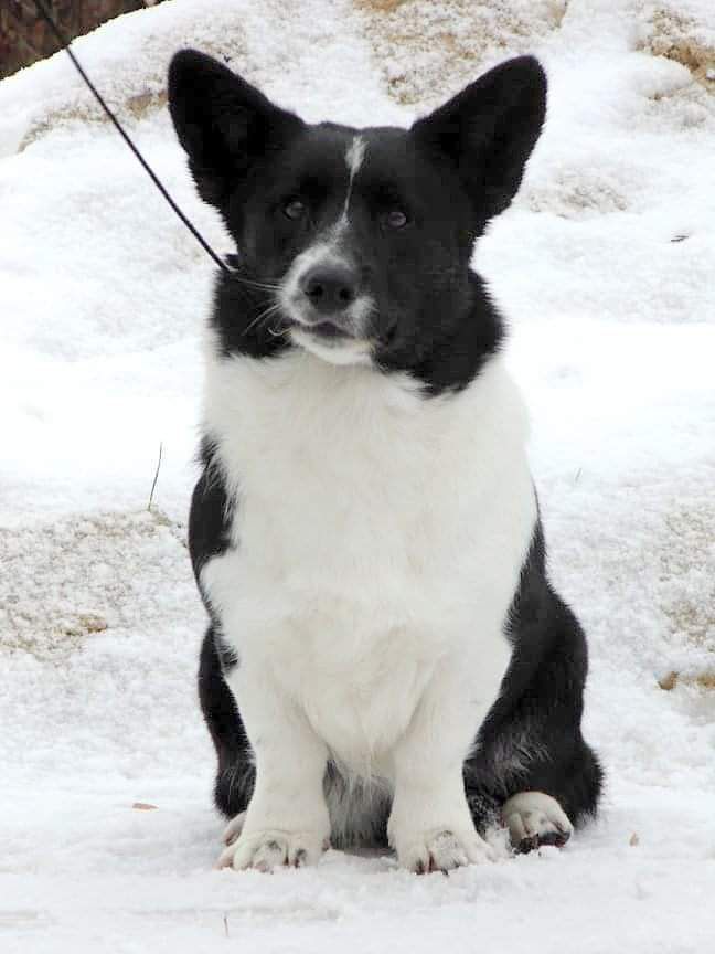 Star Treck Pet Loyal Ally | Cardigan Welsh Corgi 