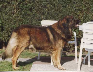 Gyurscitarjan Wagyalom | Leonberger 