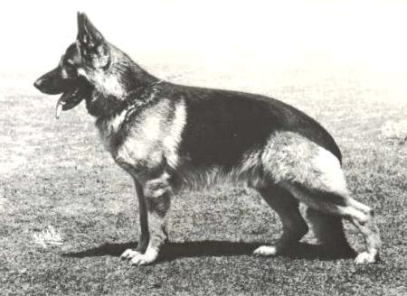 Hasso von der grünen Laterne | German Shepherd Dog 