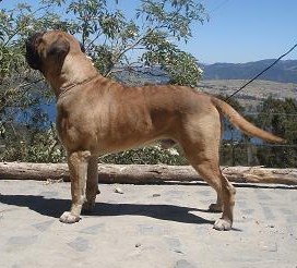 Vidar Of The Keepers Nightdog | Bullmastiff 