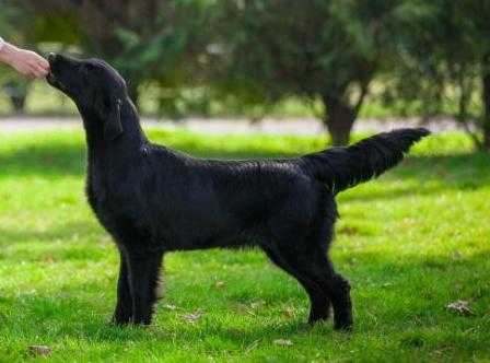 Jubilance Yellow Submarine | Flat-Coated Retriever 