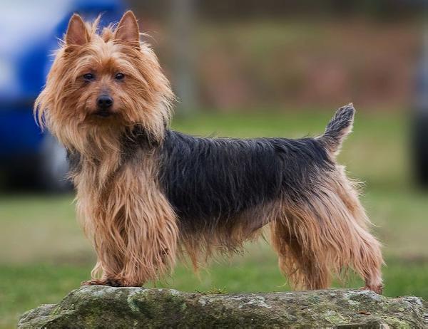 Iandor Make My Day At Sherex | Australian Terrier 