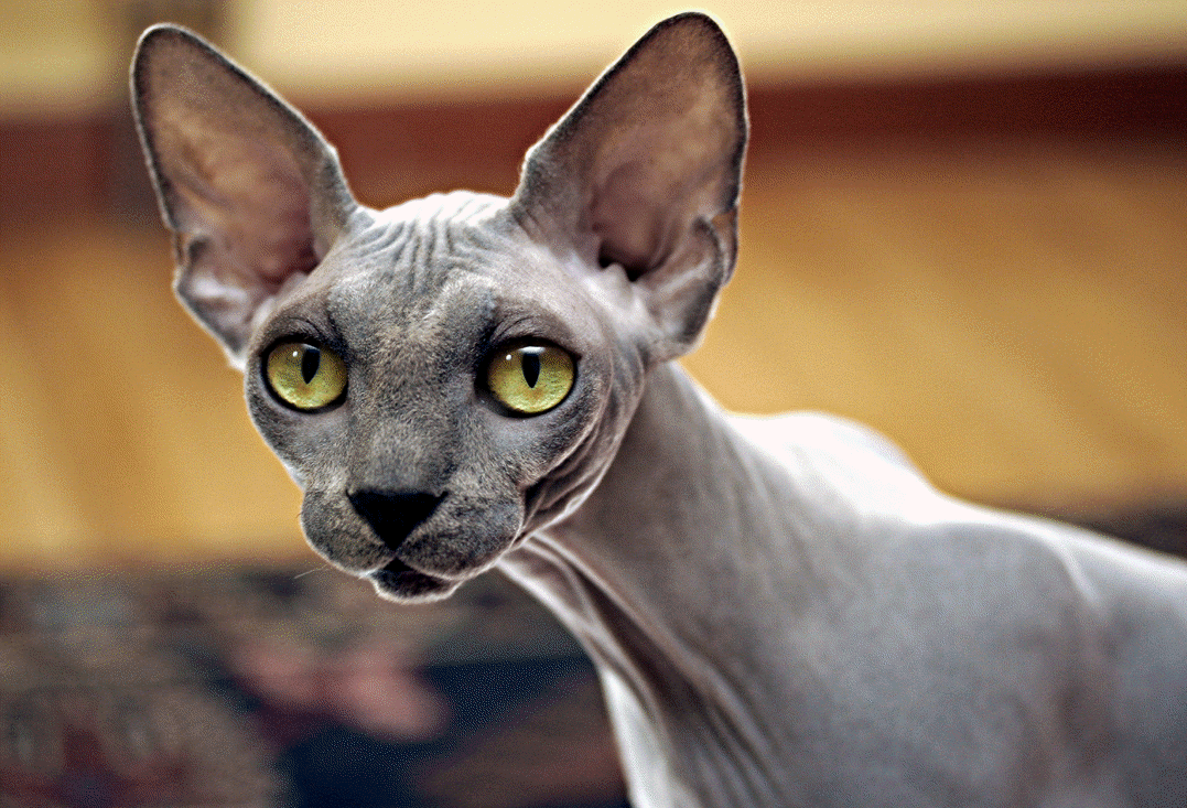Sphynx