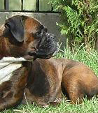 Riposta Exkalibur | Boxer 