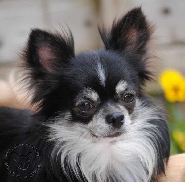 Kané of Blue Diamonts | Chihuahua 