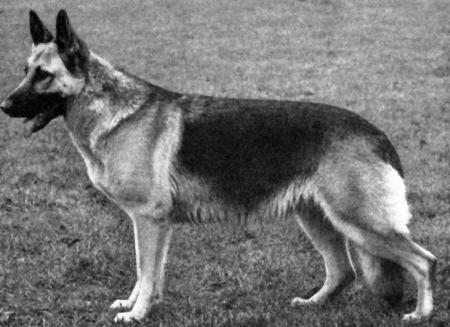 Inka Grubenstolz | German Shepherd Dog 