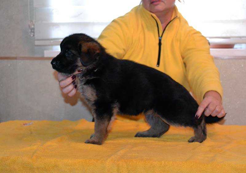 Allemo Haus Urfa | German Shepherd Dog 