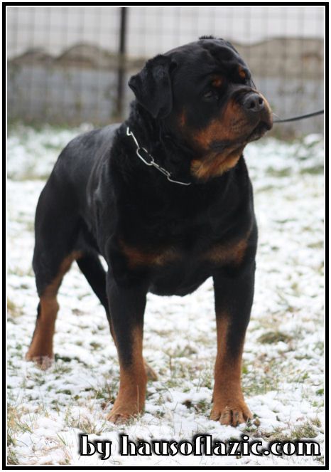 Quando Haus of Lazic | Rottweiler 