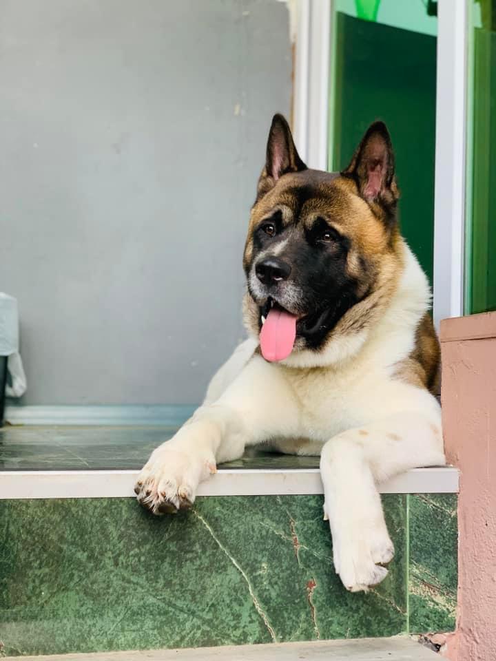 Yoshi | Akita 