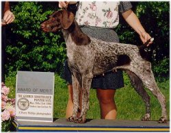 Kan-Point Enchanted Reason | German Shorthaired Pointer 