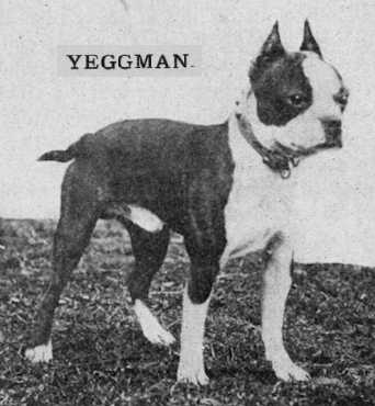 Yeggman (091841) | Boston Terrier 