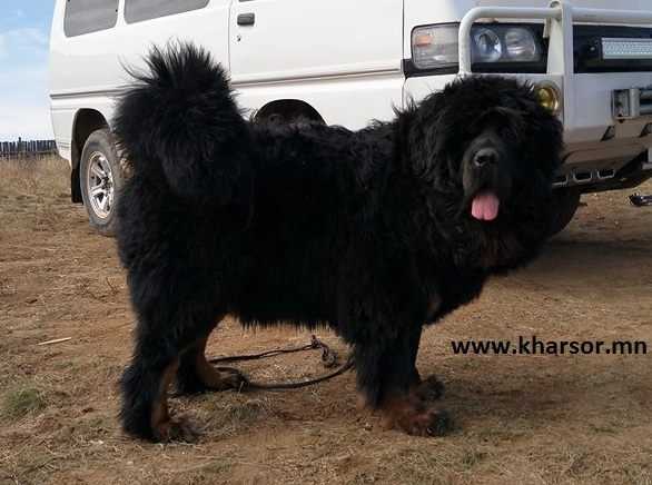 khaltar | Tibetan Mastiff 