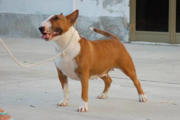 delight eye of bull's city | Bull Terrier 