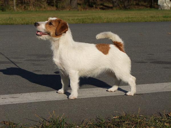 DUSIA  Magor | Jack Russell Terrier 