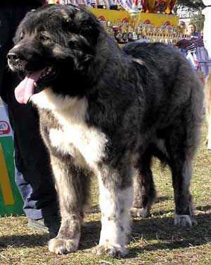 Fora Faya | Caucasian Mountain Dog 