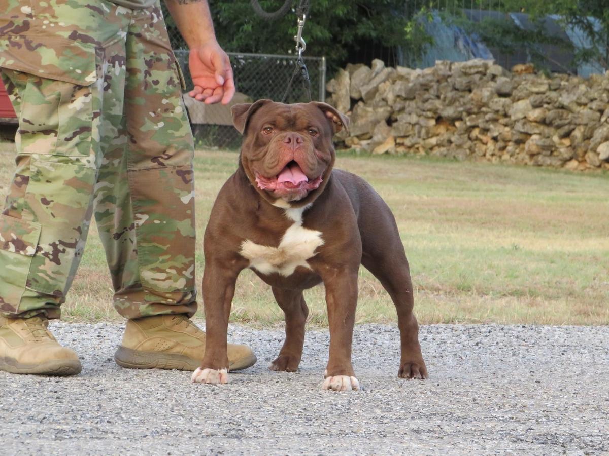 Nuyorican Bulldogges Rico Suave | Olde English Bulldogge 