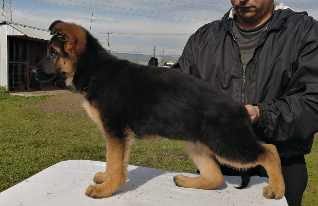 Boyen Gladiatorenland | German Shepherd Dog 
