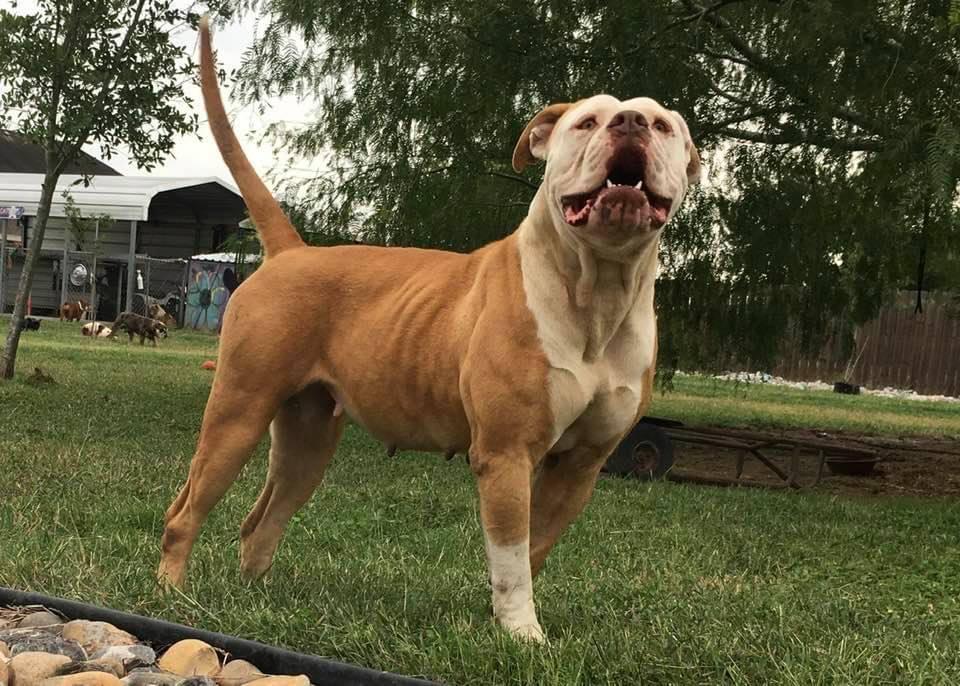 Strong Side's Shelby | American Bulldog 