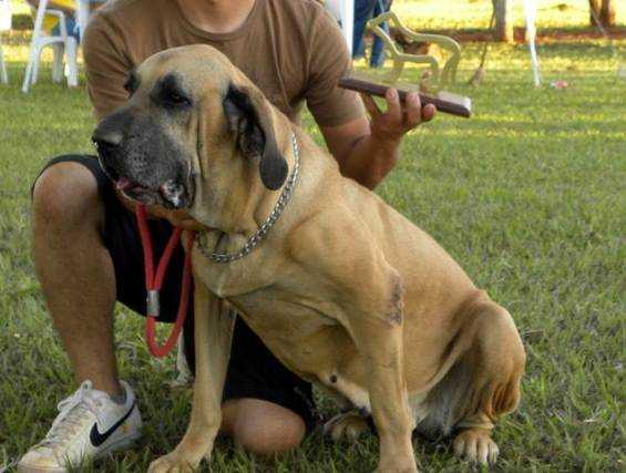 Aico da Cidade Perdida | Fila Brasileiro 