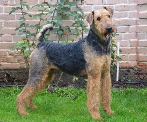 Est Etiam Dignus | Airedale Terrier 