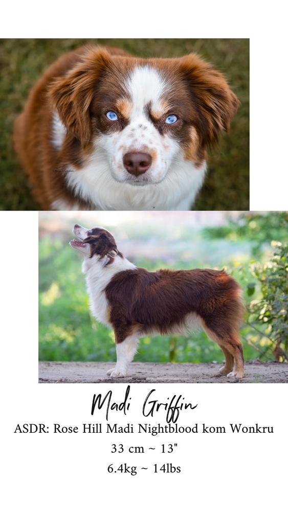 Rose Hill Madi Nightblood kom Wonkru | Australian Shepherd 