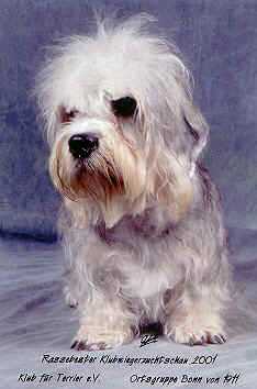 Quirin vom Parkwald | Dandie Dinmont Terrier 