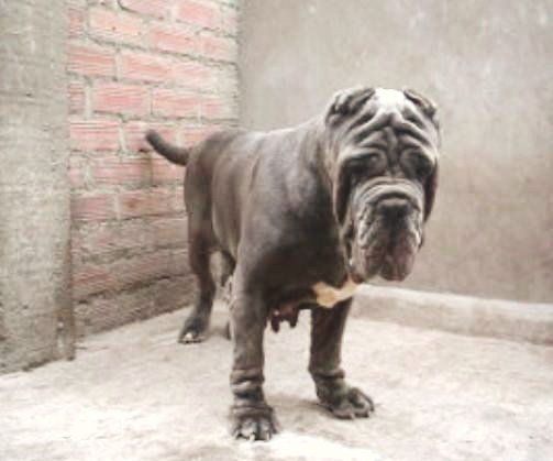 KIRA DELLO STRADONE VESUVIANO | Neapolitan Mastiff 