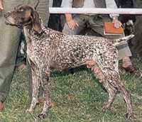 Janos Vom Hege-Haus | German Shorthaired Pointer 