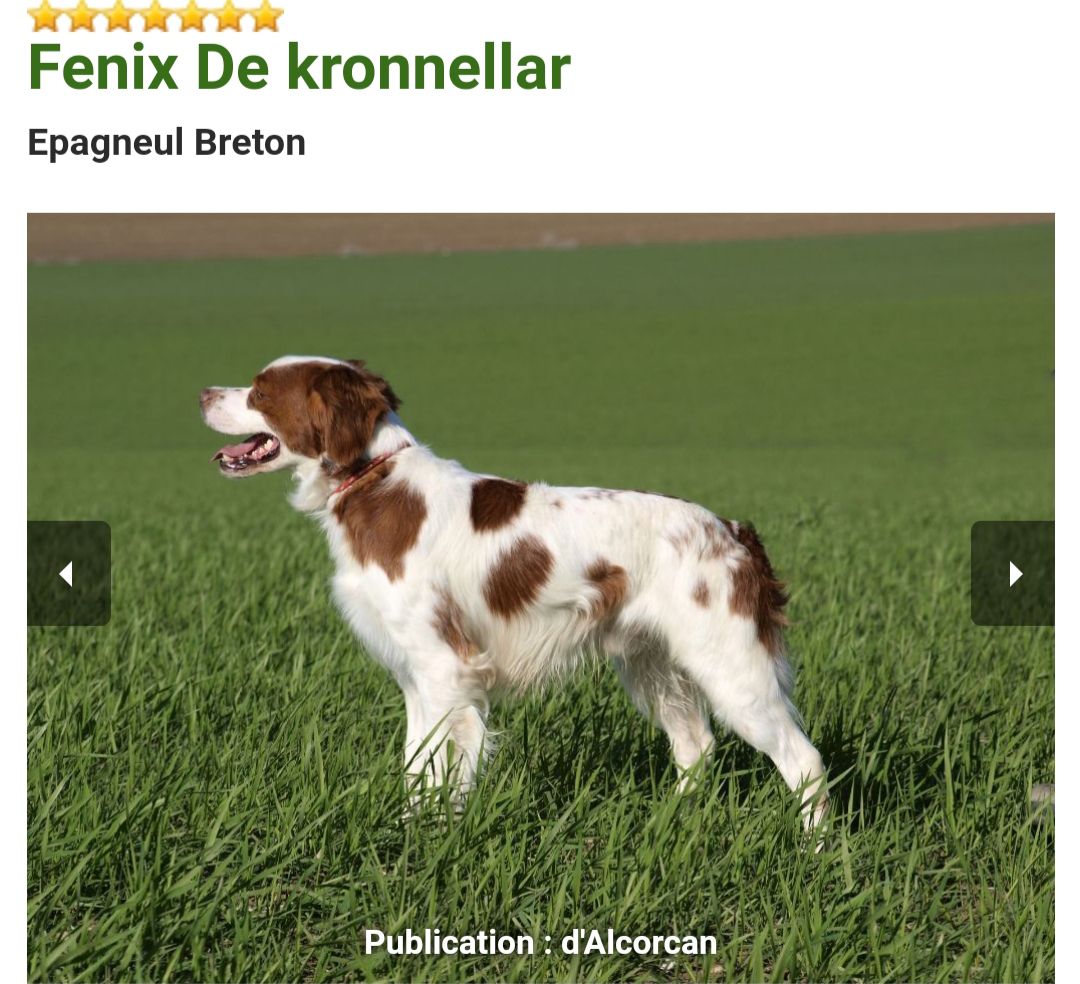 FENIX de Kronnellar | Brittany 