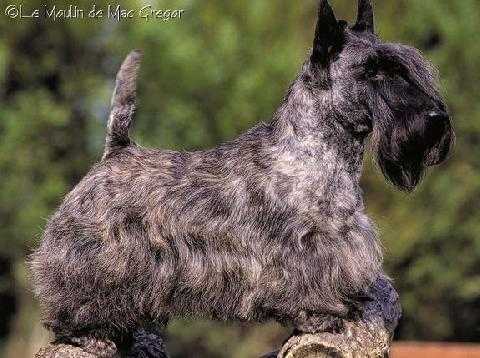 No Problem du Moulin de Mac Gregor | Scottish Terrier 
