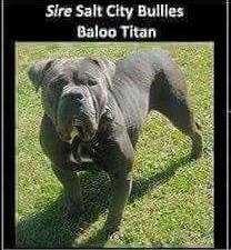 Salt City Bullies Baloo Titan | Olde English Bulldogge 