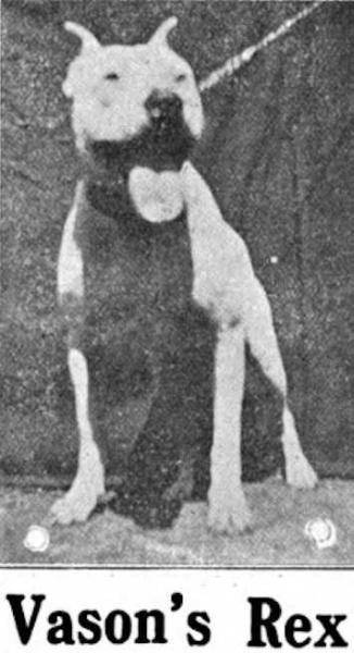 Vason's Rex | American Pit Bull Terrier 