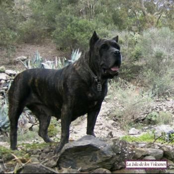 Uga de Presas Yayfe | Perro de Presa Canario 